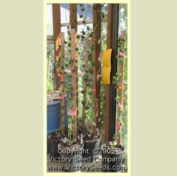 Immature 'Stick' tomato plants in the greenhouse.