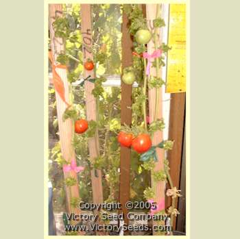 Mature 'Stick' tomato plants in the greenhouse.