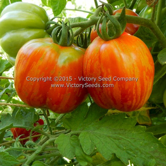'Schimmeig Stoo' ('Striped Cavern') tomatoes.