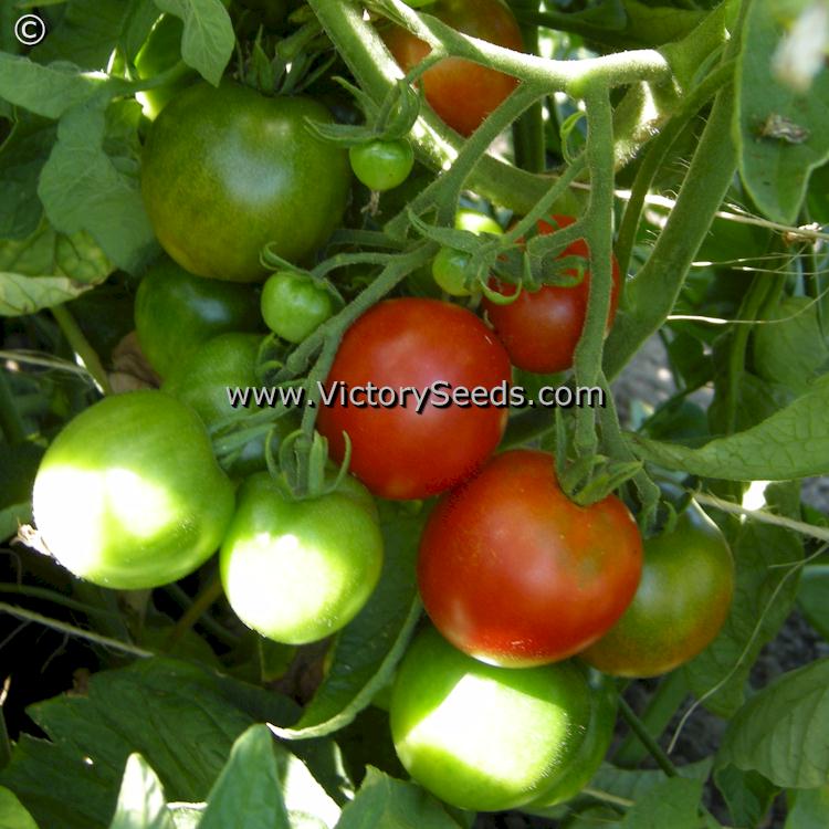 A cluster of ripening 'Stupice' tomatoes.