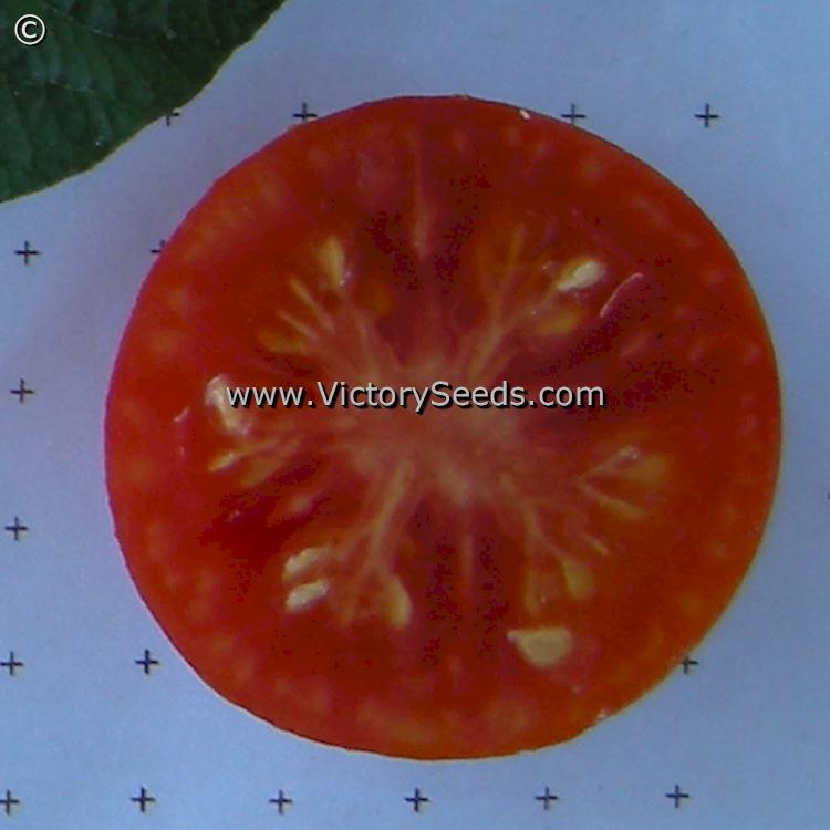 'Stupice' tomato slice.