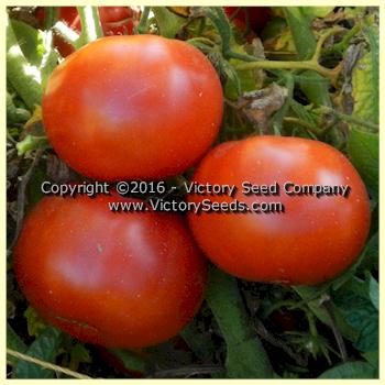 'Sturt Desert Pea' dwarf tomatoes.