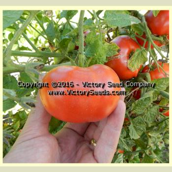 'Sturt Desert Pea' dwarf tomato.