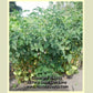 'Sturt Desert Pea' dwarf tomato plant.