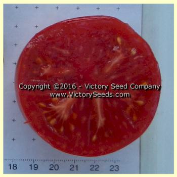 'Sturt Desert Pea' dwarf tomato slice.