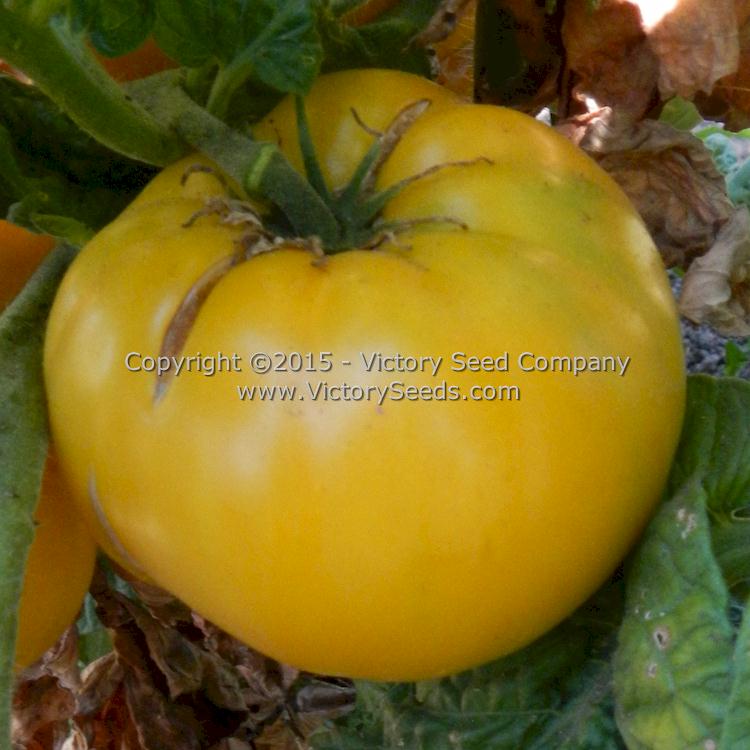 'Summer Sweet Gold' tomato.