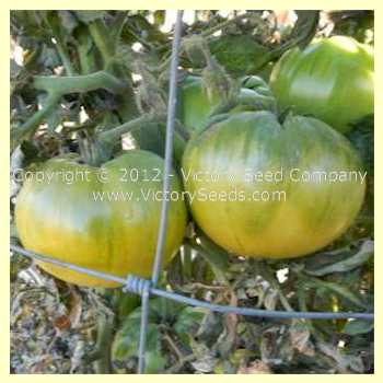 'Summertime Green' Dwarf Tomato