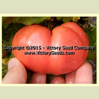 'Sweet Adelaide' tomato.