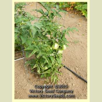 'Sweet Adelaide' tomato plant.