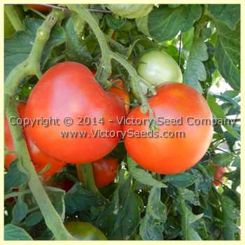 Tait's 'Trucker's Delight' tomatoes.