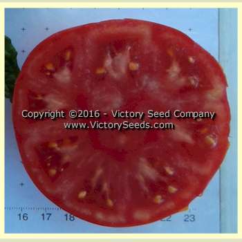 'Tanunda Red' dwarf tomato slice.