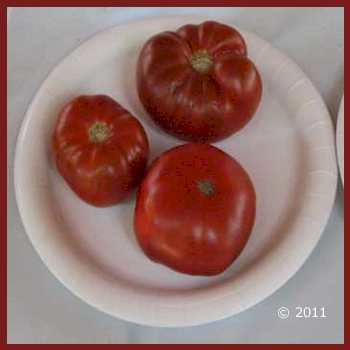 'Tasmanian Chocolate' tomatoes.