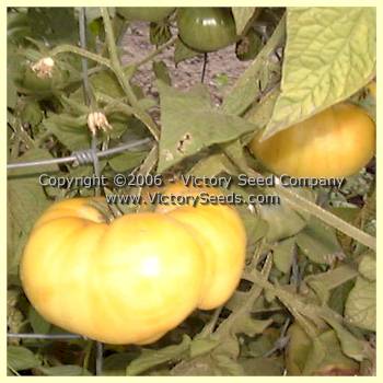 'Taylor Lacey Leaf' tomatoes.