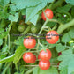 'Ted's Pink Currant' tomatoes.