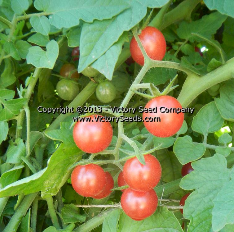 'Ted's Pink Currant' tomatoes.