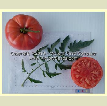 'Tennessee Britches' tomatoes.