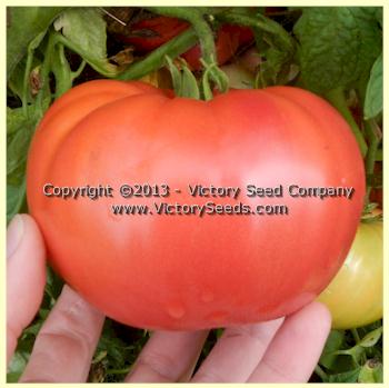 'Tennessee Britches' tomato.