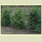 'Tennessee Britches' tomato plants.