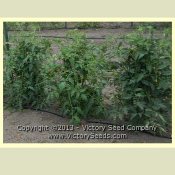 'Tennessee Britches' tomato plants.