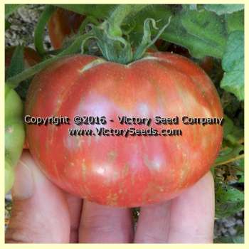 'Tennessee Suited' dwarf tomato.