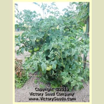 'Tennessee Suited' tomato plant.