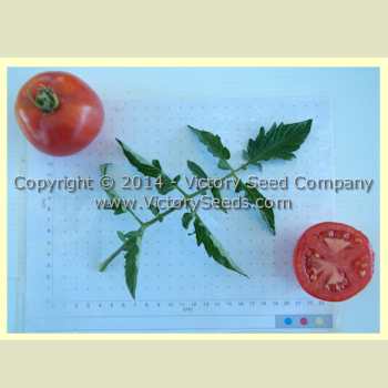 Tait's 'Thoroughbred Trucker's Delight' tomatoes.