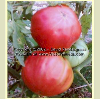 'Tidwell German' tomatoes.