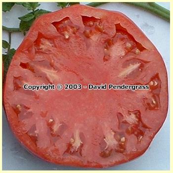 'Tidwell German' tomato slice.