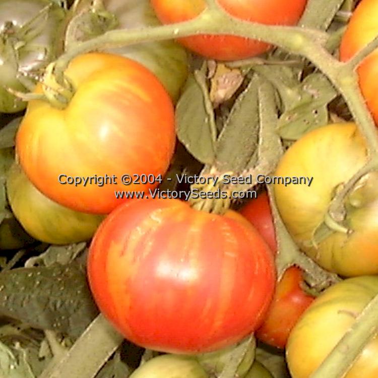 'Tiger Tom' tomatoes.