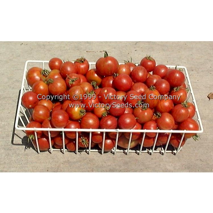 'Tiger Tom' is a very early, tasty and prolific tomato variety.