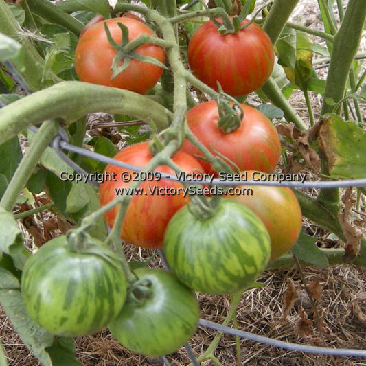 A cluster of 'Tiger Tom' tomatoes showing the various stages of ripening.
