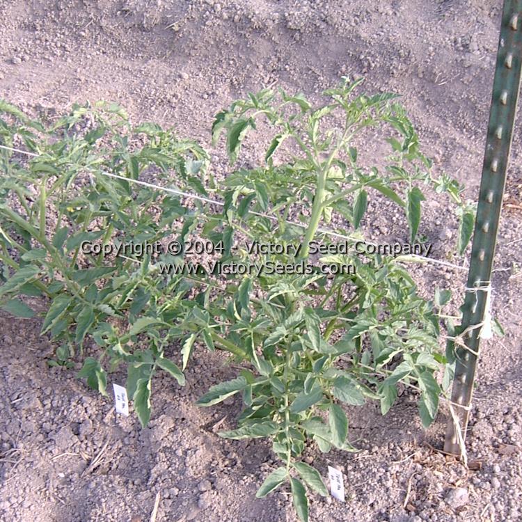 'Tiger Tom' tomato plants.