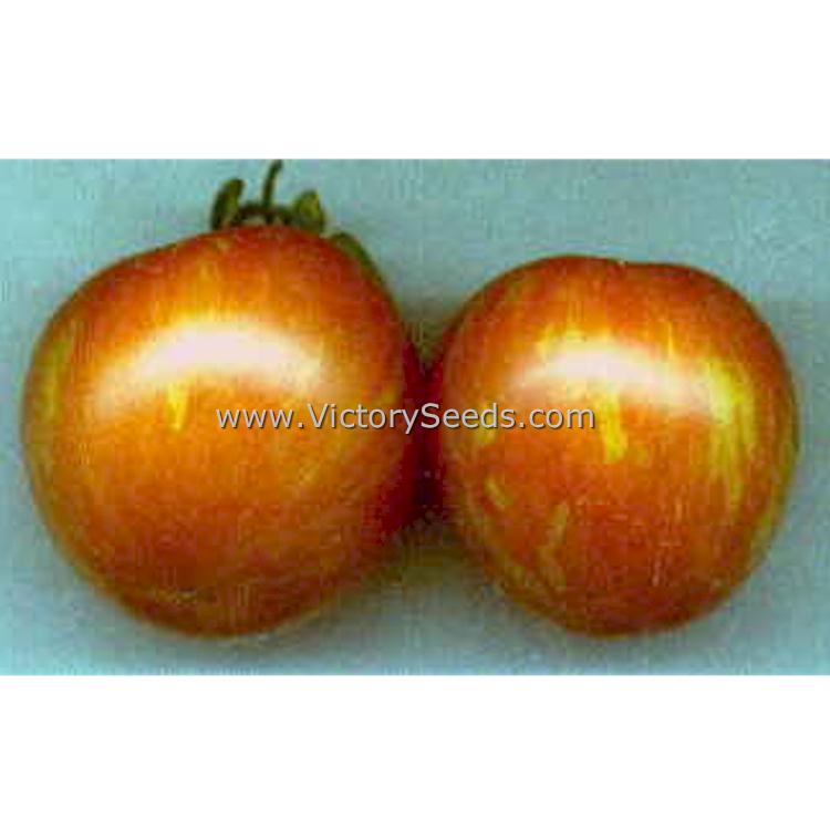 The image of 'Tiger Tom' tomatoes sent to us with the seed sample in 1999.