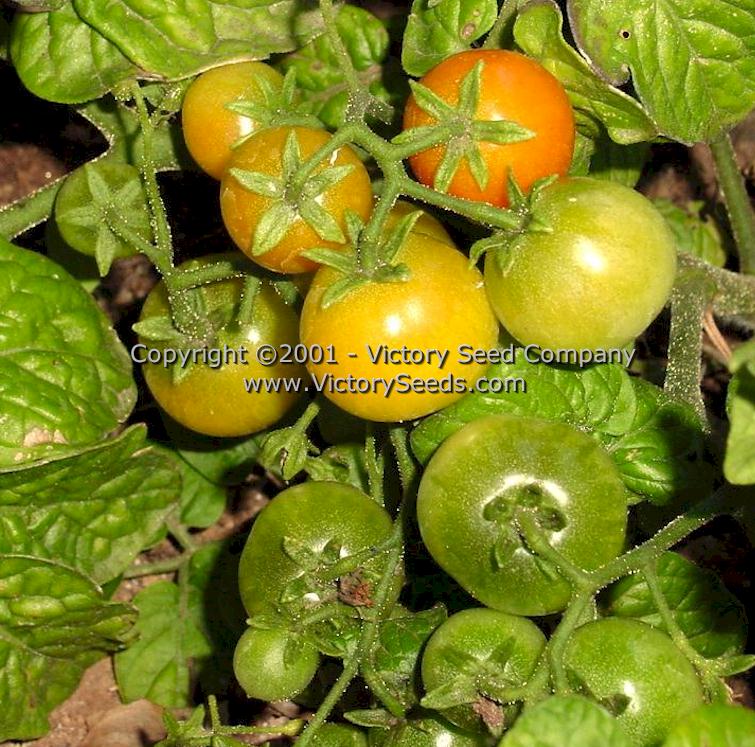 Immature 'Tiny Tim' tomatoes on garden grown plants.