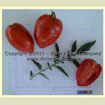 'Tony's Italian' paste tomatoes.