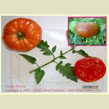 Turkey Chomp Tomato