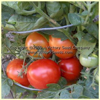 'Uralskiy Ranniy' tomatoes.