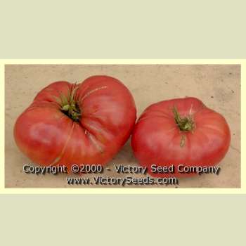'Valena Pink' tomatoes.
