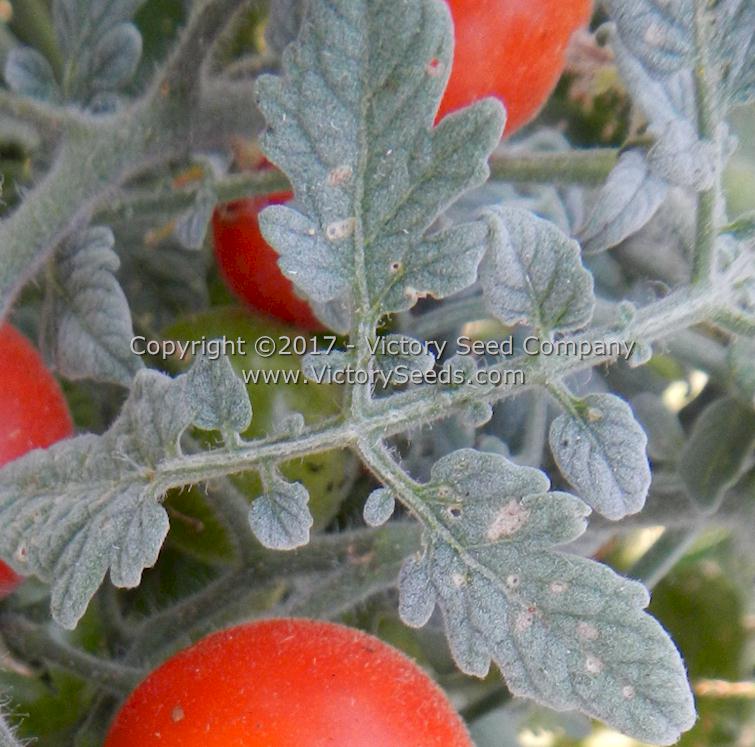 'Velvet Red' tomato leaf.