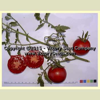 'Victory' tomatoes.