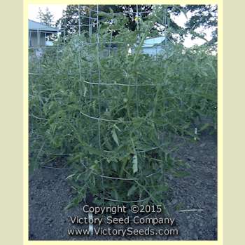 'Victory' tomato plant.