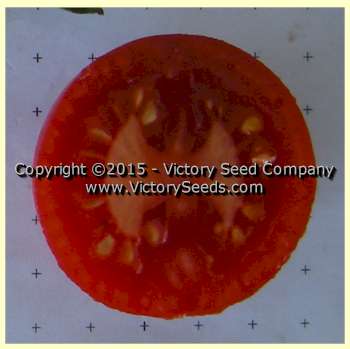 'Victory' tomato slice.