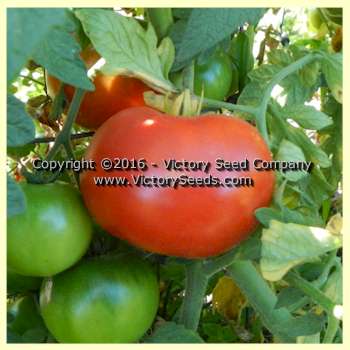 'VR Earliest of All' tomato.