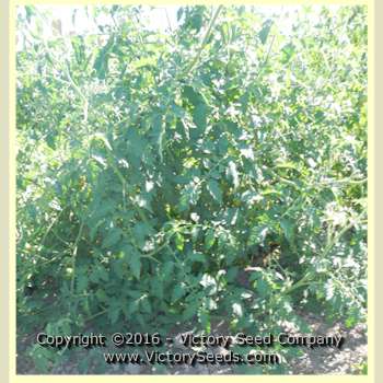 'VR Earliest of All' tomato plant.