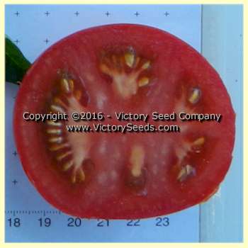 'VR Earliest of All' tomato slice.