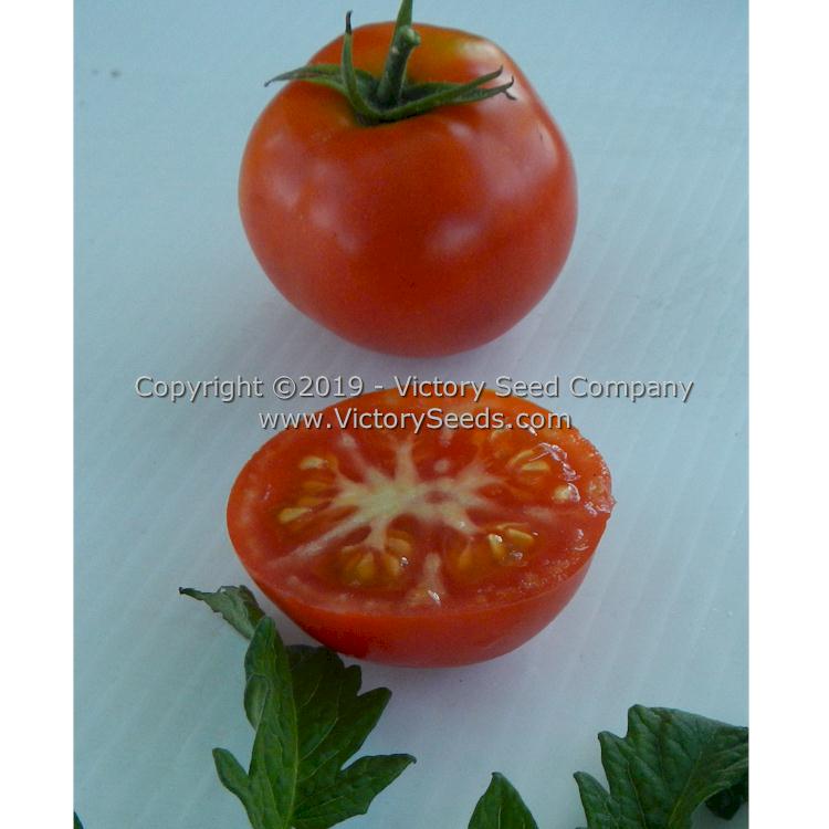 'Vulcan' tomatoes.