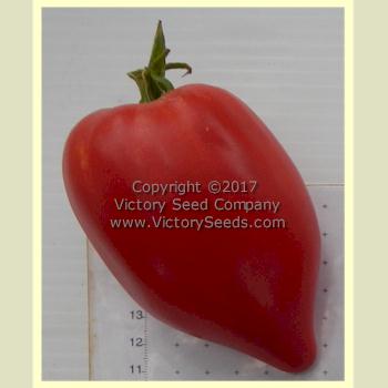 'Cancelmo Family Heirloom' tomato.