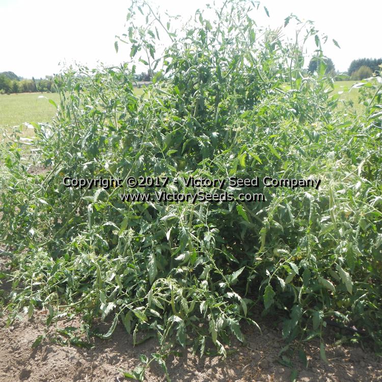 'Cancelmo Family Heirloom' tomato plant in the field.