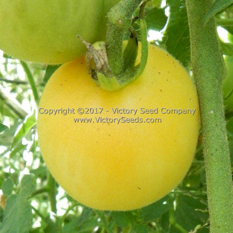 'Wapsipinicon Peach' tomato.