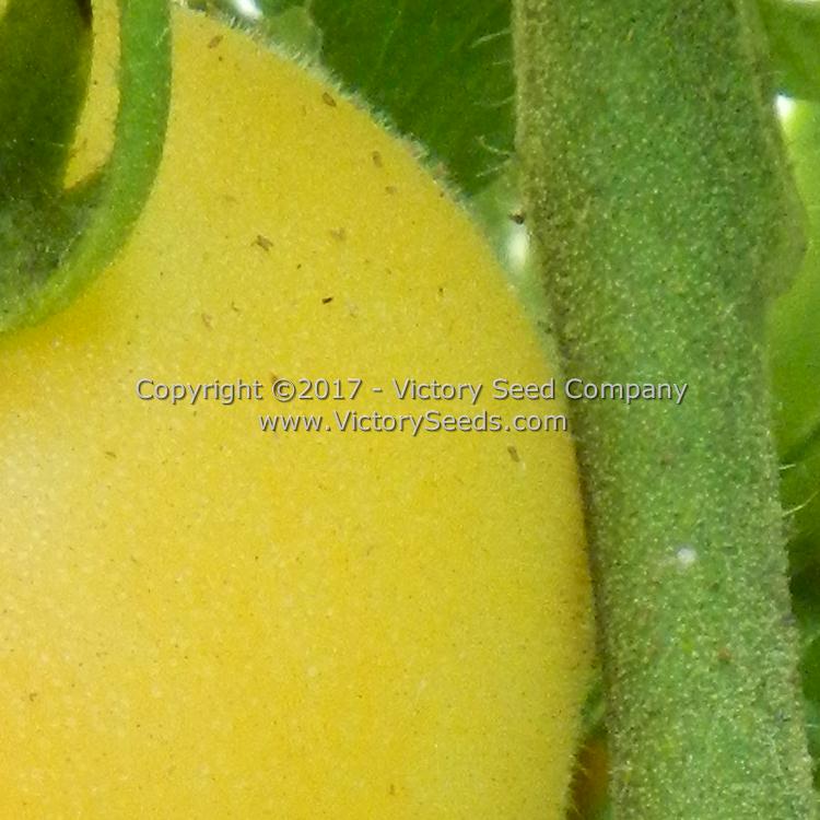 Close-up of the pubescence (fuzz) on a 'Wapsipinicon Peach' tomato.